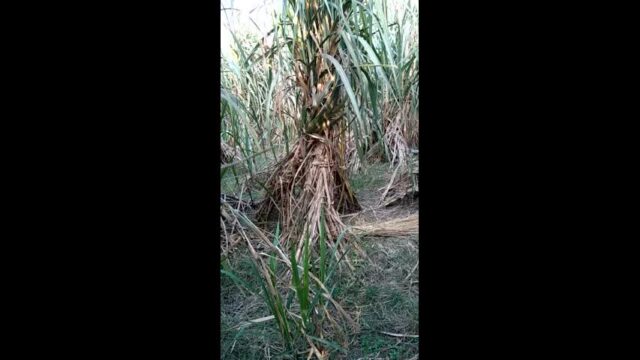 Village girl fucking in jungle 2 Clips Merged girl sex video