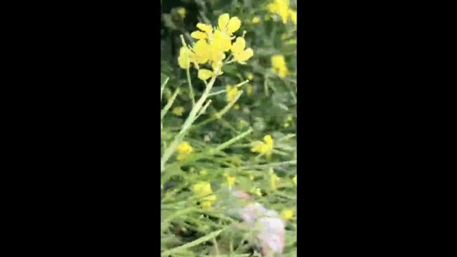 Desi Village Bhabhi Blowjob and Outdoor Fucked desi sex video