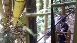जंगल में बॉयफ्रेंड का लंड चुसती कॉलेज गर्ल का एमएमएस